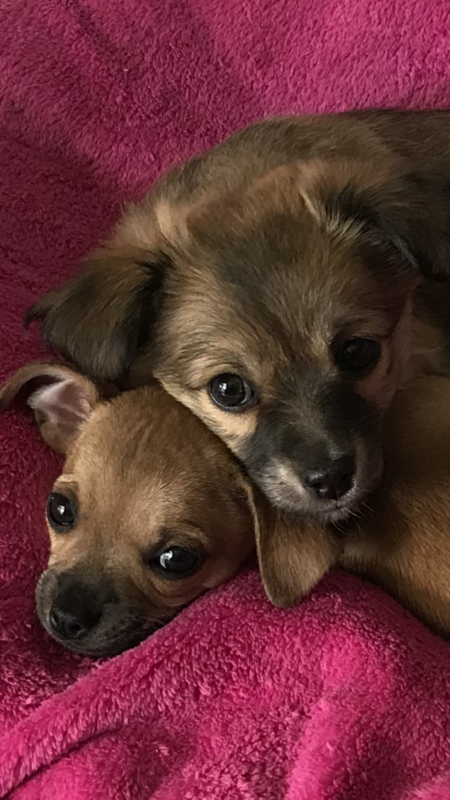 Nala & Tink