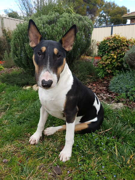 Hugo