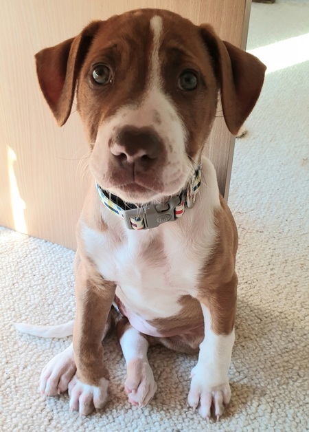 Frankie