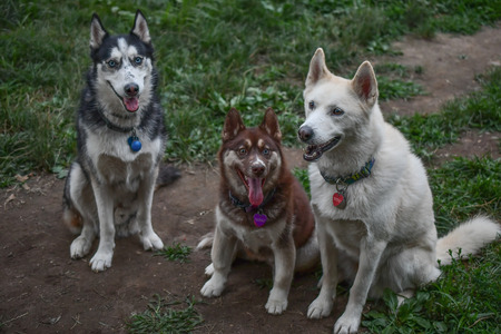 Nuka, Ghost, and Aleu