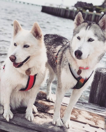 Rosie and Nova