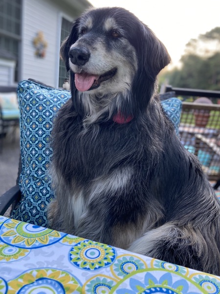 Phoebe 