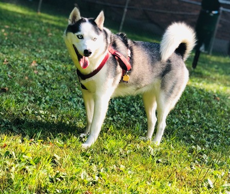 Luna 