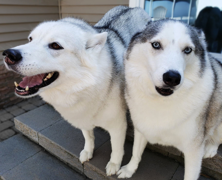 Odin & Fox 