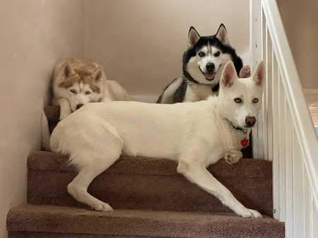Tasha, Maya, Shiloh 