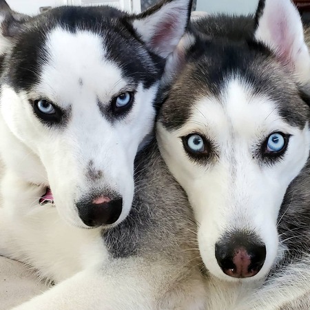 Ruby & Rocky 