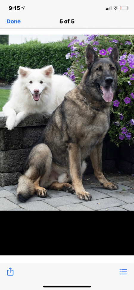 Mikey and his brother Sarge