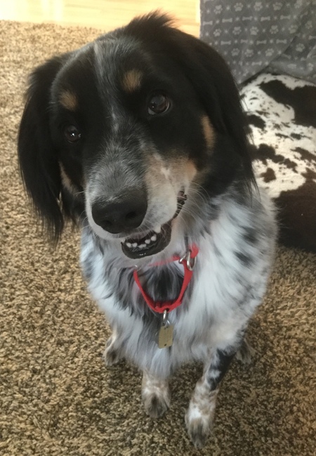 Rex