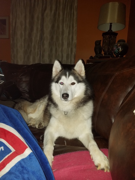 Bowie