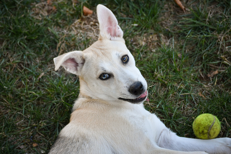 Sadie