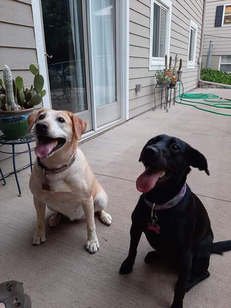 Rose and Lily (formerly Delta)