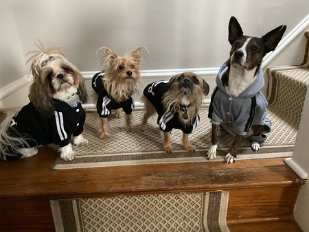 Gnarley, T-Rex, Serge and Prince George