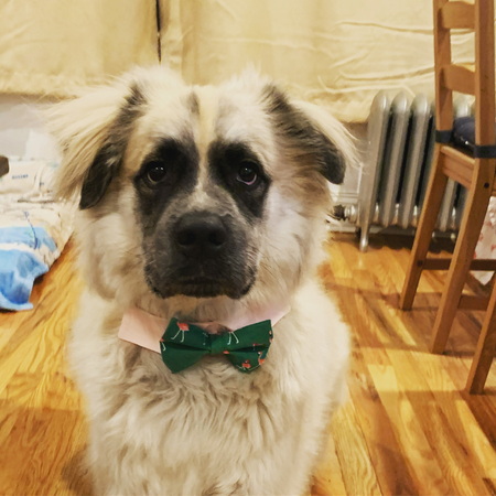 Gus
