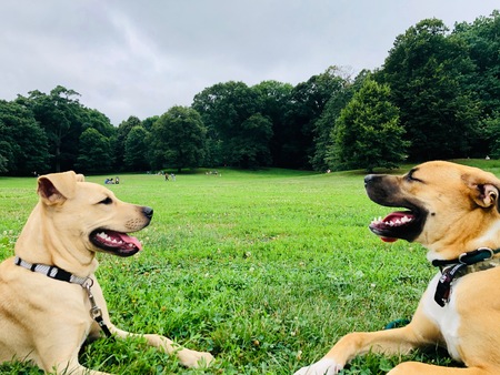 Lady & Sir