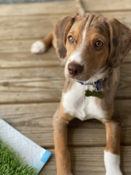Finley