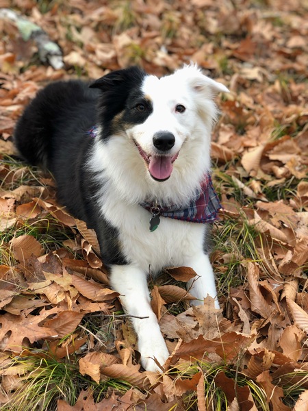 Nellie