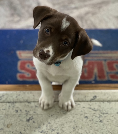 Marshall