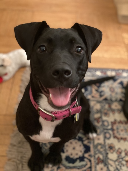 Gemma