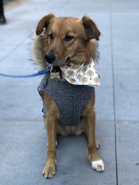 Bowie