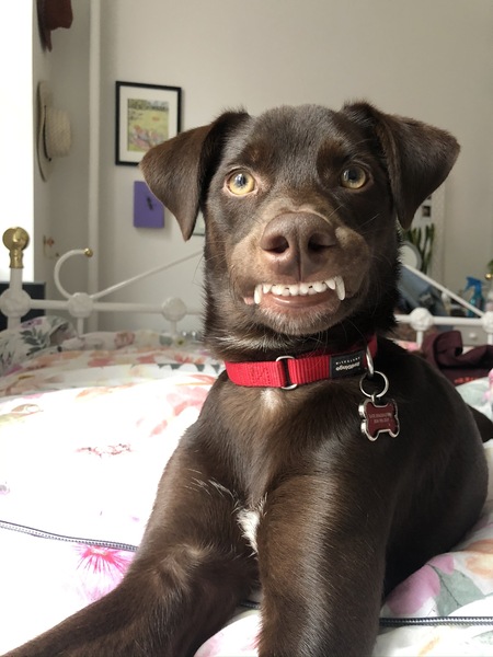 Milo