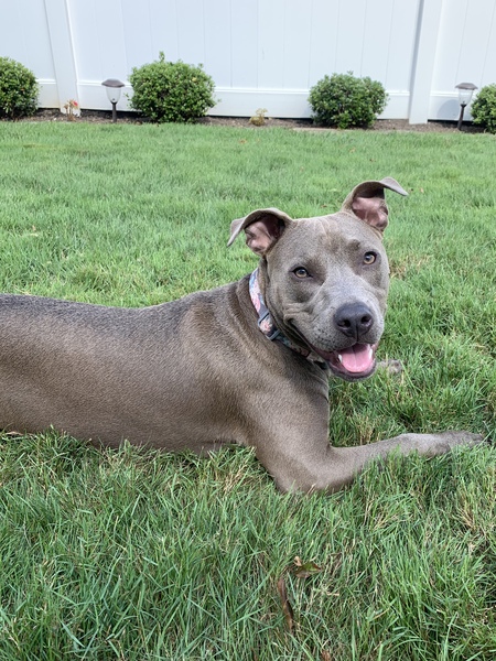 Lexi 