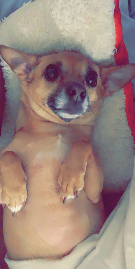Buddy