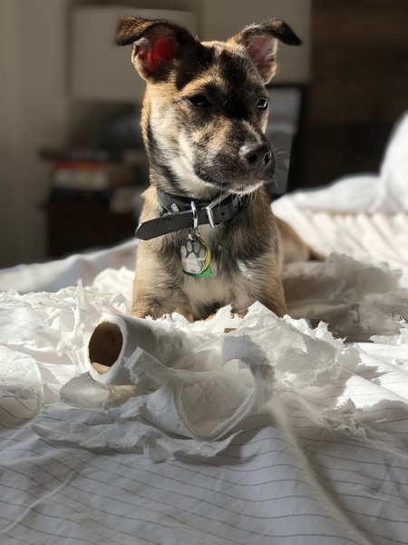 Scout Kurtz