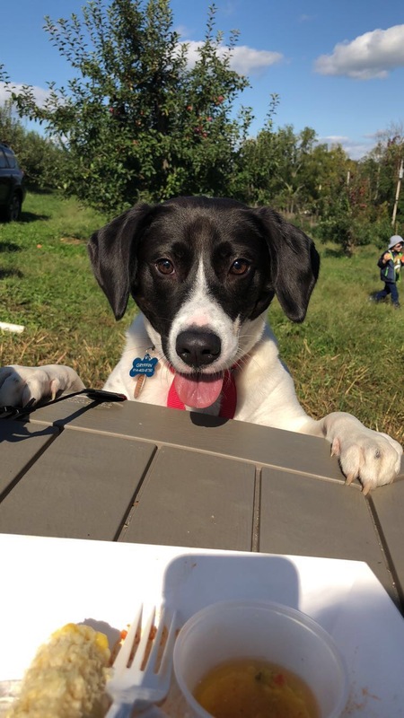 Gryffin 
