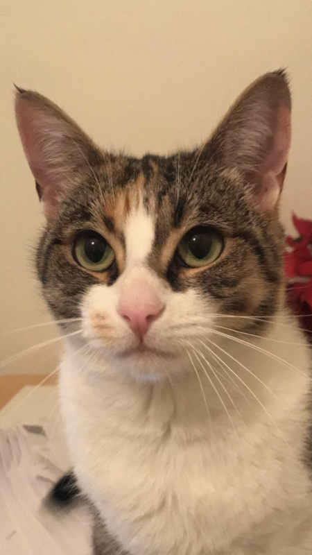Bella 