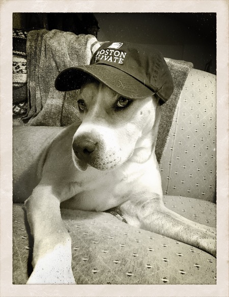 Maverick 