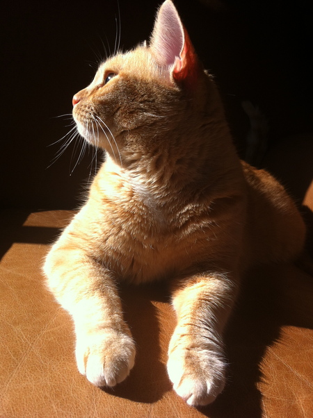 Pepper