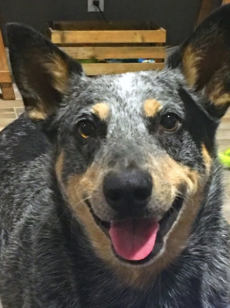 Bleu