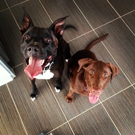 Felon (Black Pittie mix) and Daisy (Chocolate Lab)