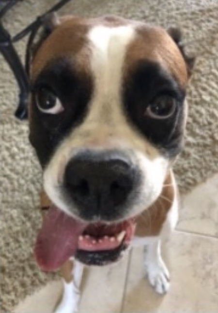 Maya