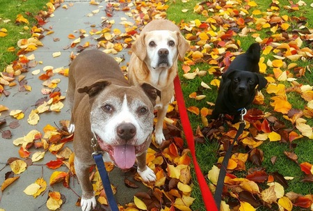 The Three Stooges