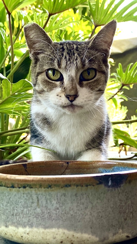 Stray Yard Cat - Sweet Pea