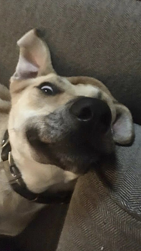Rex 