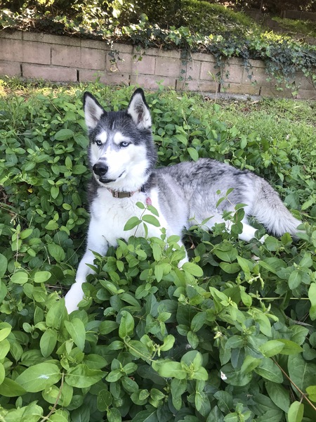 Maya