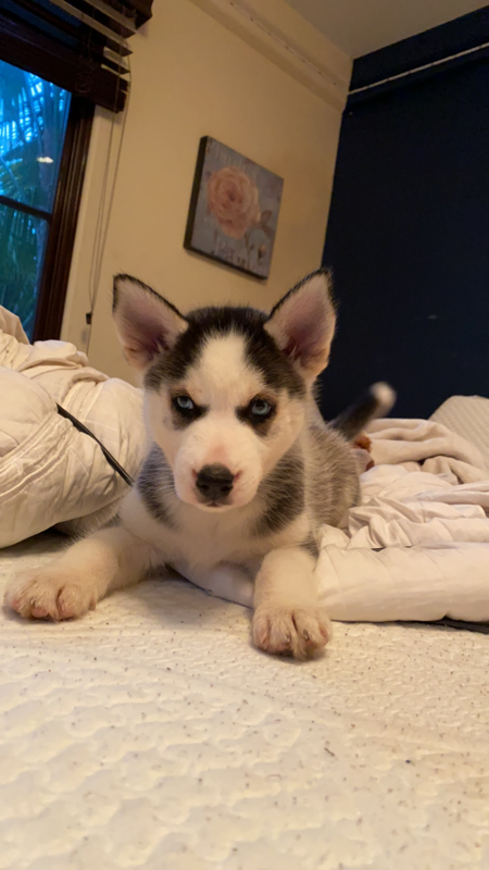 Skye