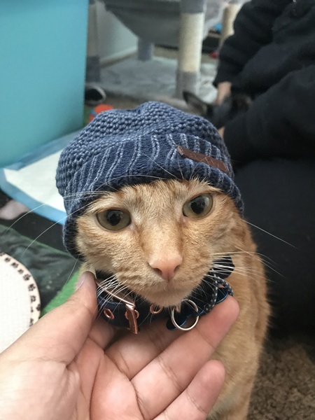 Tobias