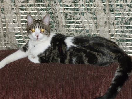 Bela - The Sofa King