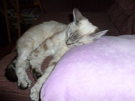 Amanda - Pillows are for Cats too!