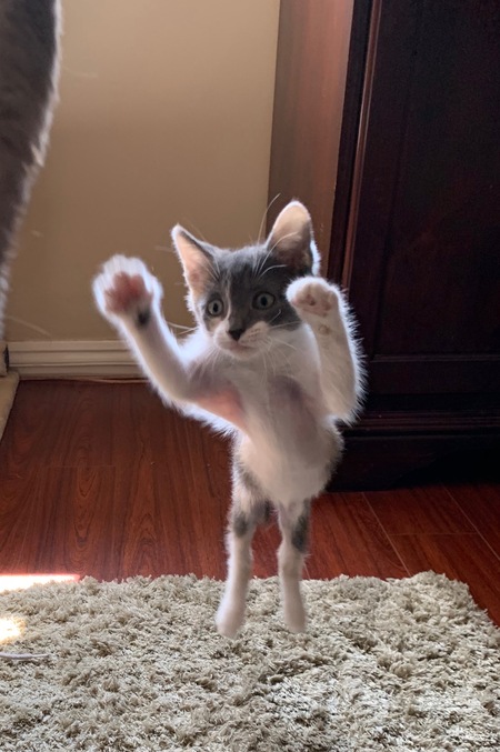 Arya
