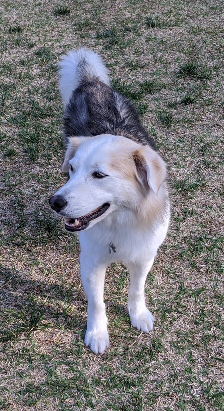 Koda Mitchell