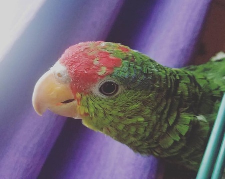 Toni