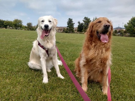 Cano and Rudy  aka Royal Goldens of Del Sur