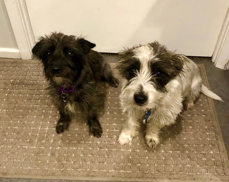 Bandit & Luna