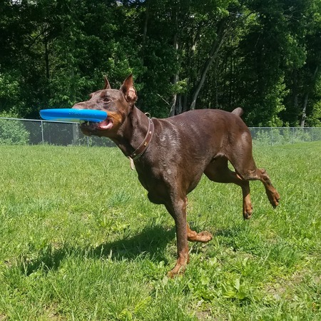 Scooby