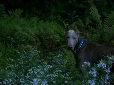 Bugsey