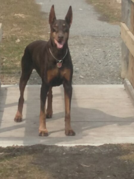 Rhett